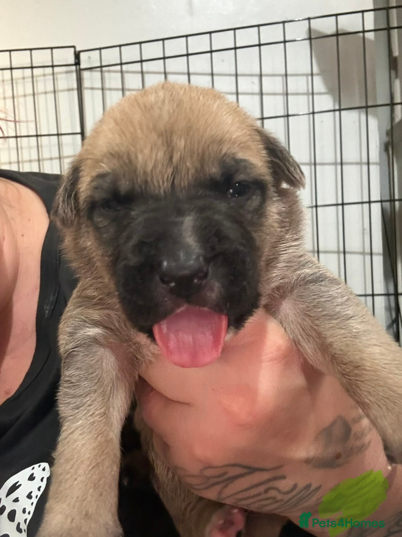 Mixed Breed dogs German shepherd x American bully puppy’s  - Advert 2