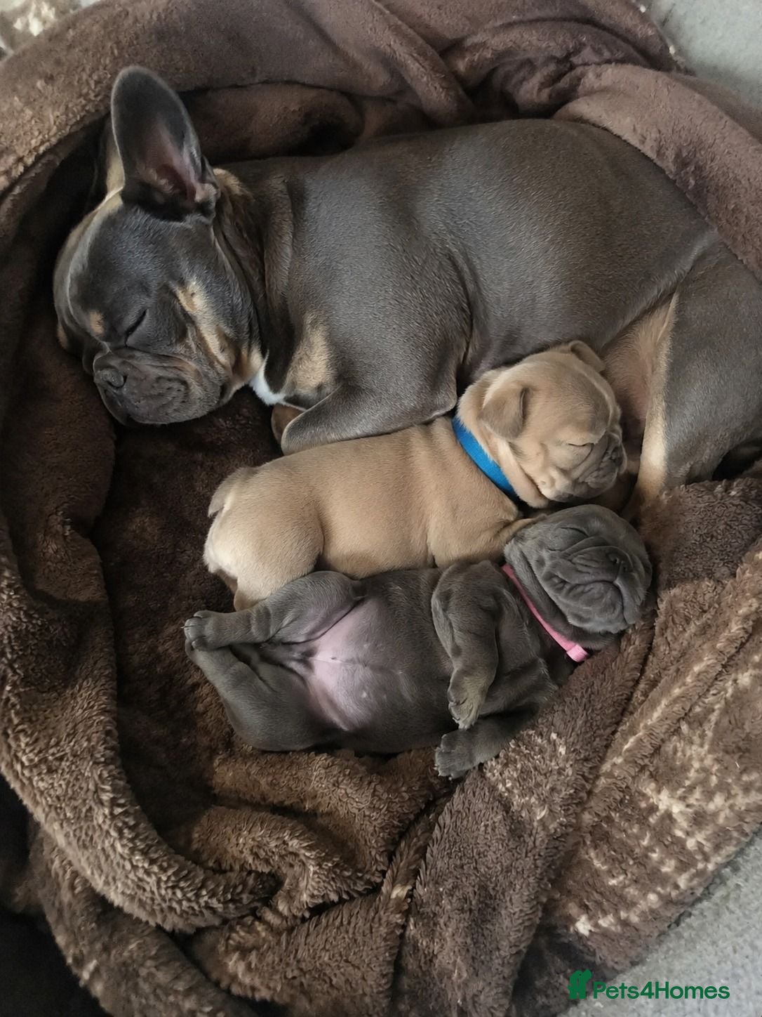 French Bulldog dogs  gorgeous French Bulldog puppies  - Advert 12