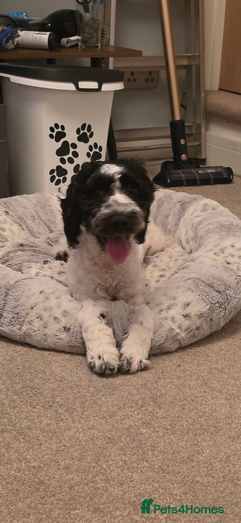English Springer Spaniel dogs Casper – Looking for His Forever Home 🐾❤️ - Advert 3