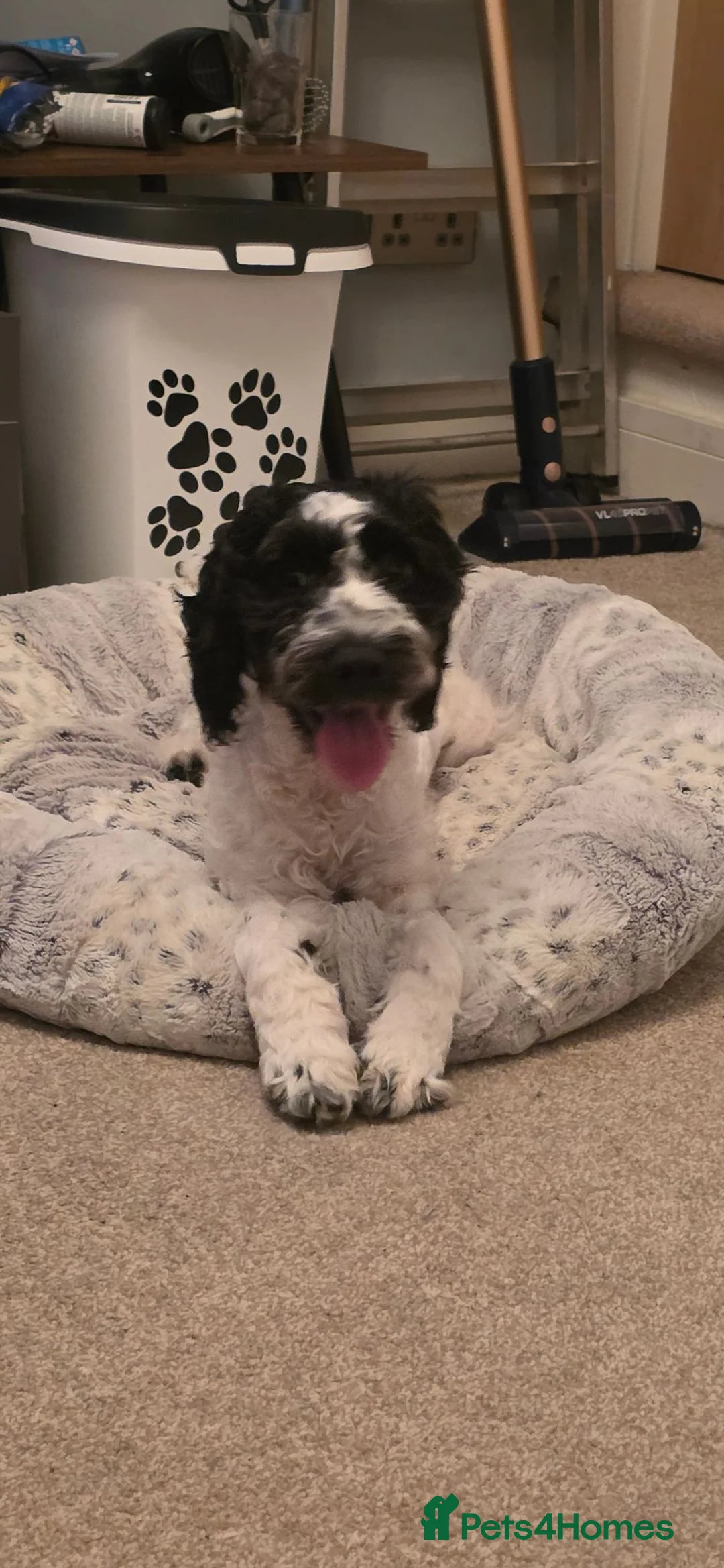 English Springer Spaniel dogs for sale: Casper – Looking for His Forever Home 🐾❤️ - Advert 1