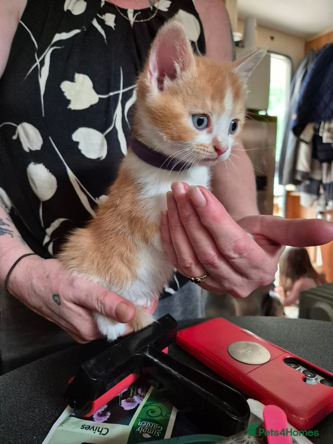 Mixed Breed cats for sale: Litter of kittens - Image 18