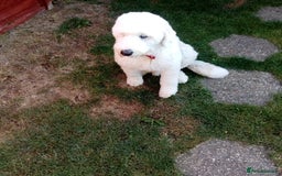 Old English Sheepdog dogs for sale: Old English Sheepdog – 11 Mths Loving Home Needed  - Image 3