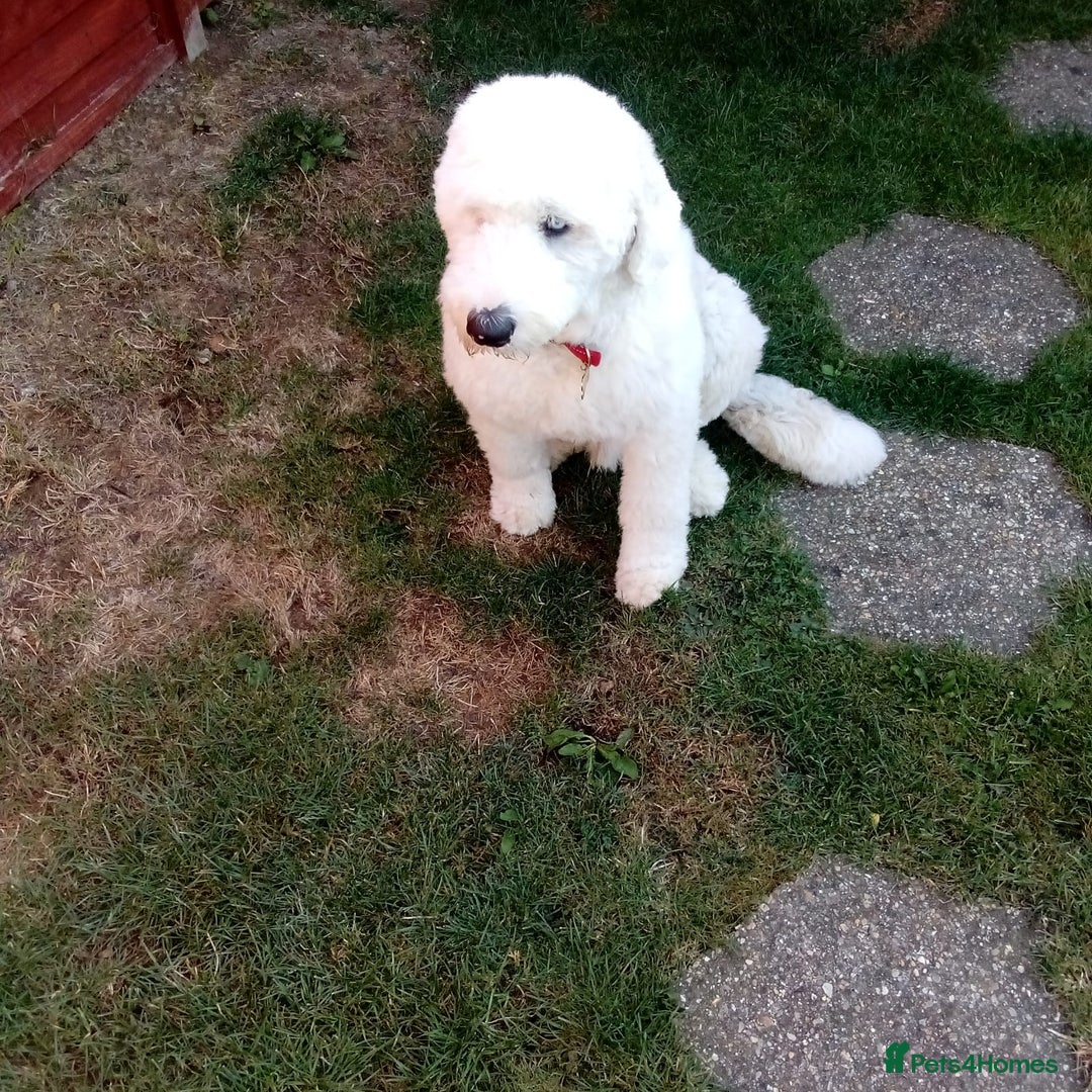 Old English Sheepdog dogs for sale: Old English Sheepdog – 11 Mths Loving Home Needed  - Image 3