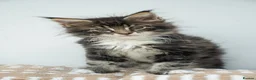 Maine Coon cats for sale: Stunning Maine Coon Kittens – Ready Now - Advert 9