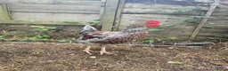 Hens poultry for sale: 4 Rousters need rehoming - Advert 8