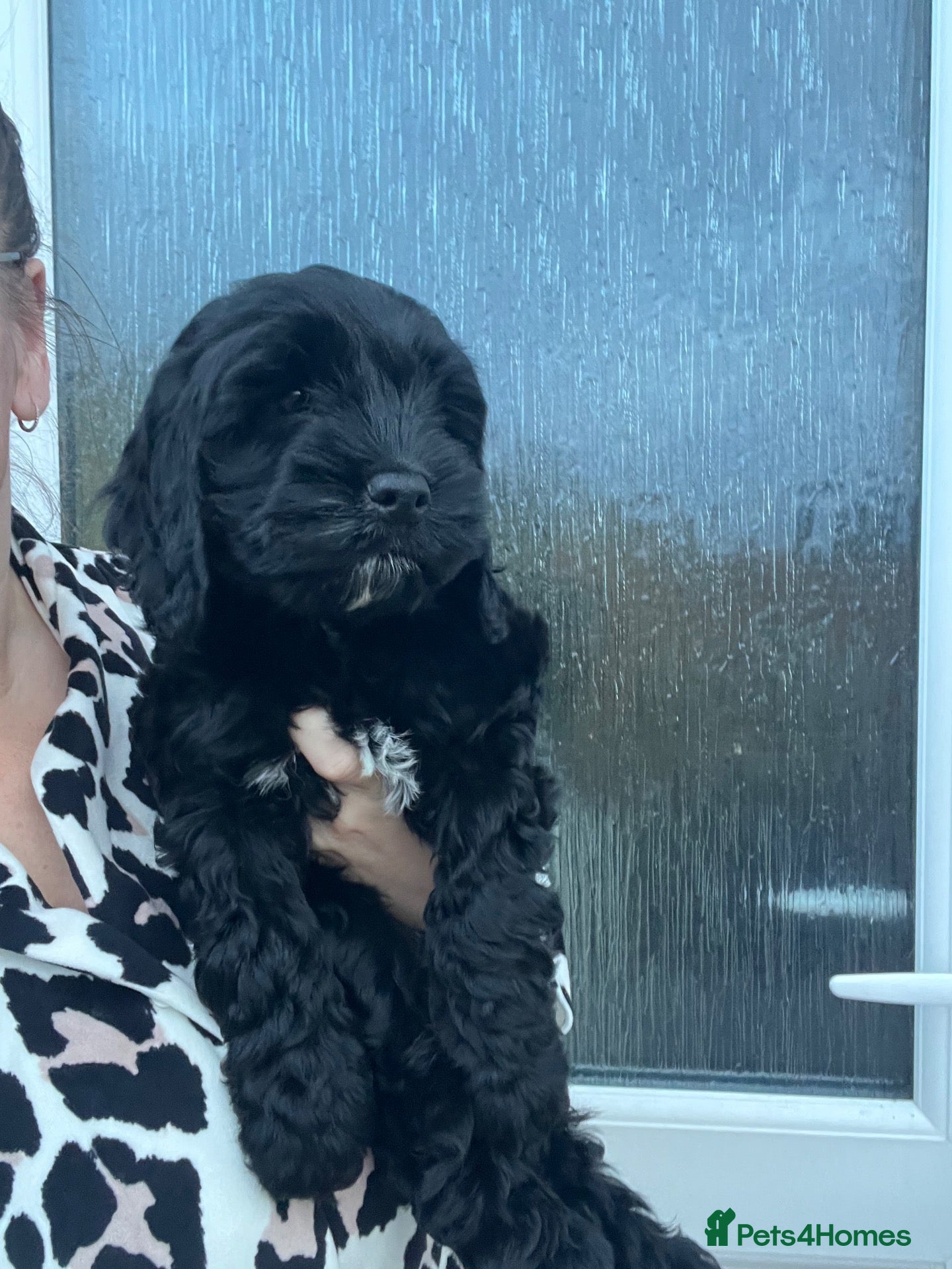 Cockapoo dogs F1b cockerpoo boy - Advert 1