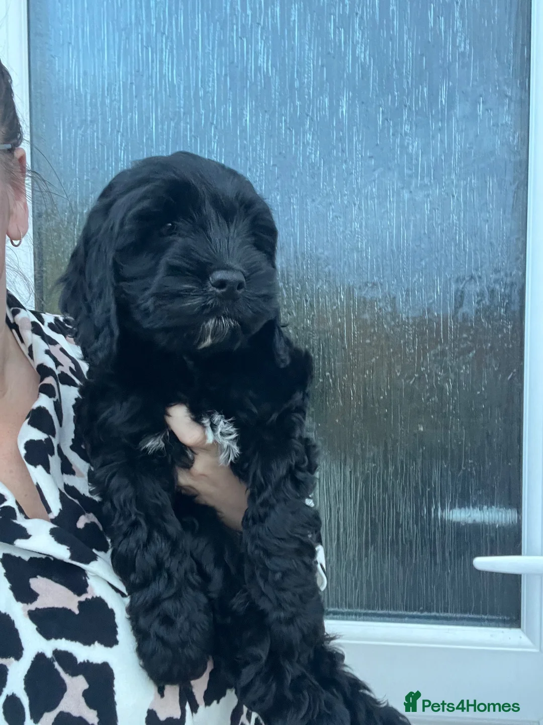 Cockapoo dogs for sale: F1b cockerpoo boy - Advert 1