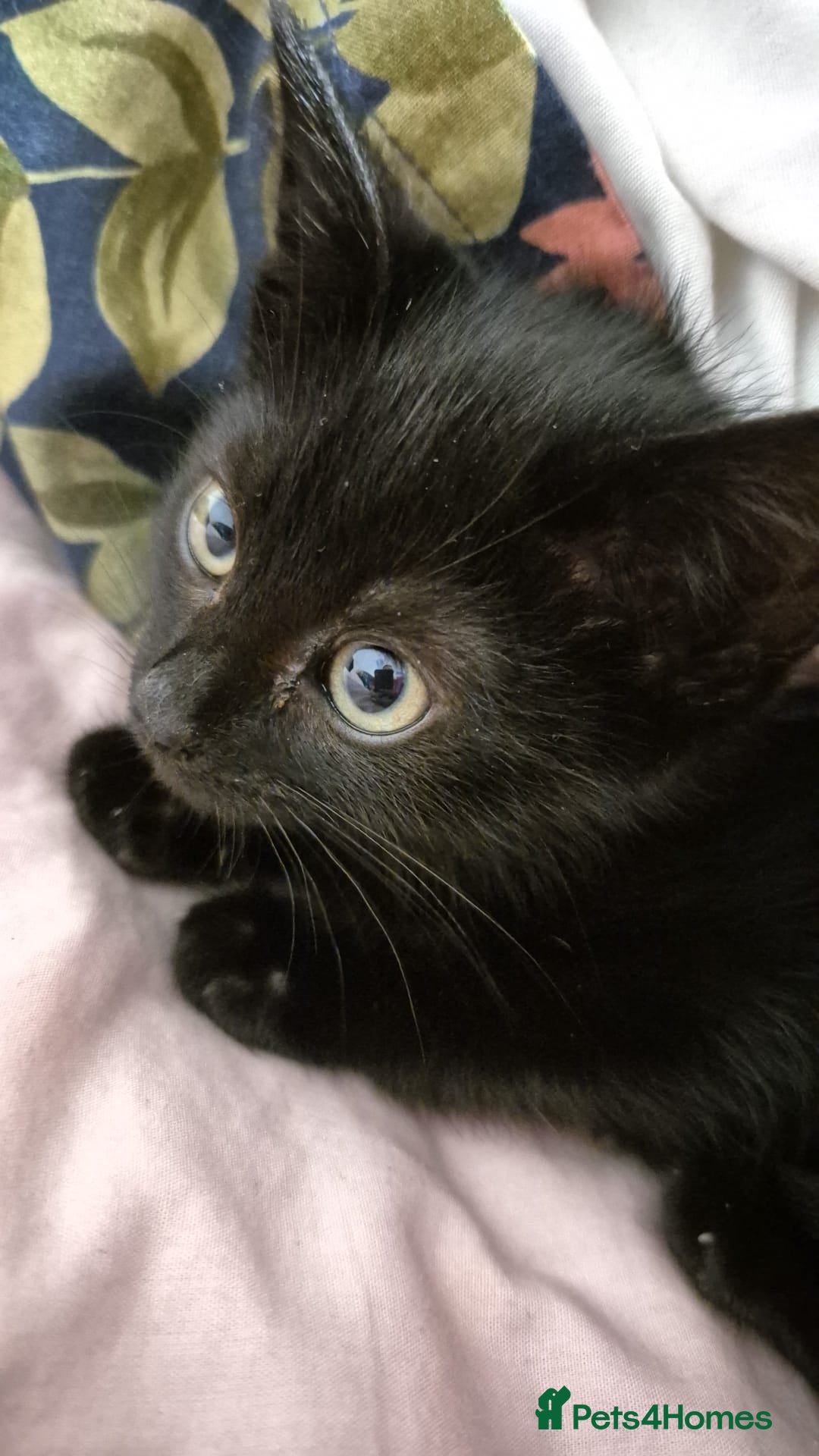 Mixed Breed cats Kitten ready for new homes - Advert 17