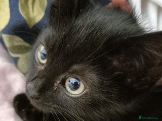 Mixed Breed cats Kitten ready for new homes - Advert 2