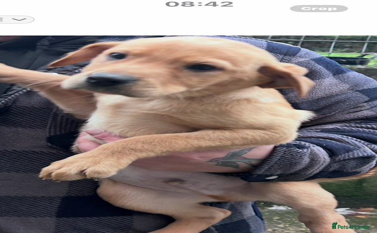 Labrador Retriever dogs Labradors kc reg   READY TO LEAVE TODAY  - Advert 6