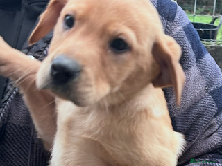 Labrador Retriever dogs Labradors kc reg READY TO LEAVE TODAY - Advert 12