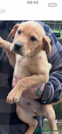 Labrador Retriever dogs Labradors kc reg READY TO LEAVE TODAY - Advert 6