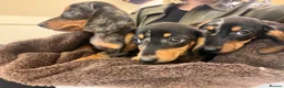 Miniature Dachshund dogs for sale: Miniature dapple dachshunds  - Advert 2