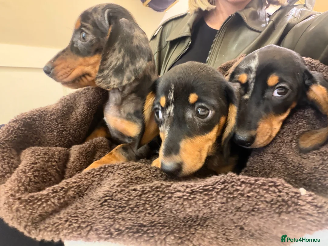 Miniature Dachshund dogs for sale: Miniature dapple dachshunds  - Advert 2