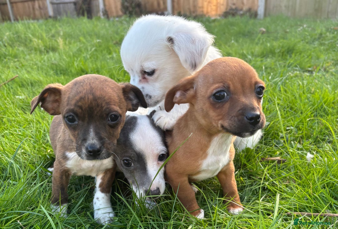 Jack Russell dogs for sale: Miniature Jack Russell’s  - Image 2