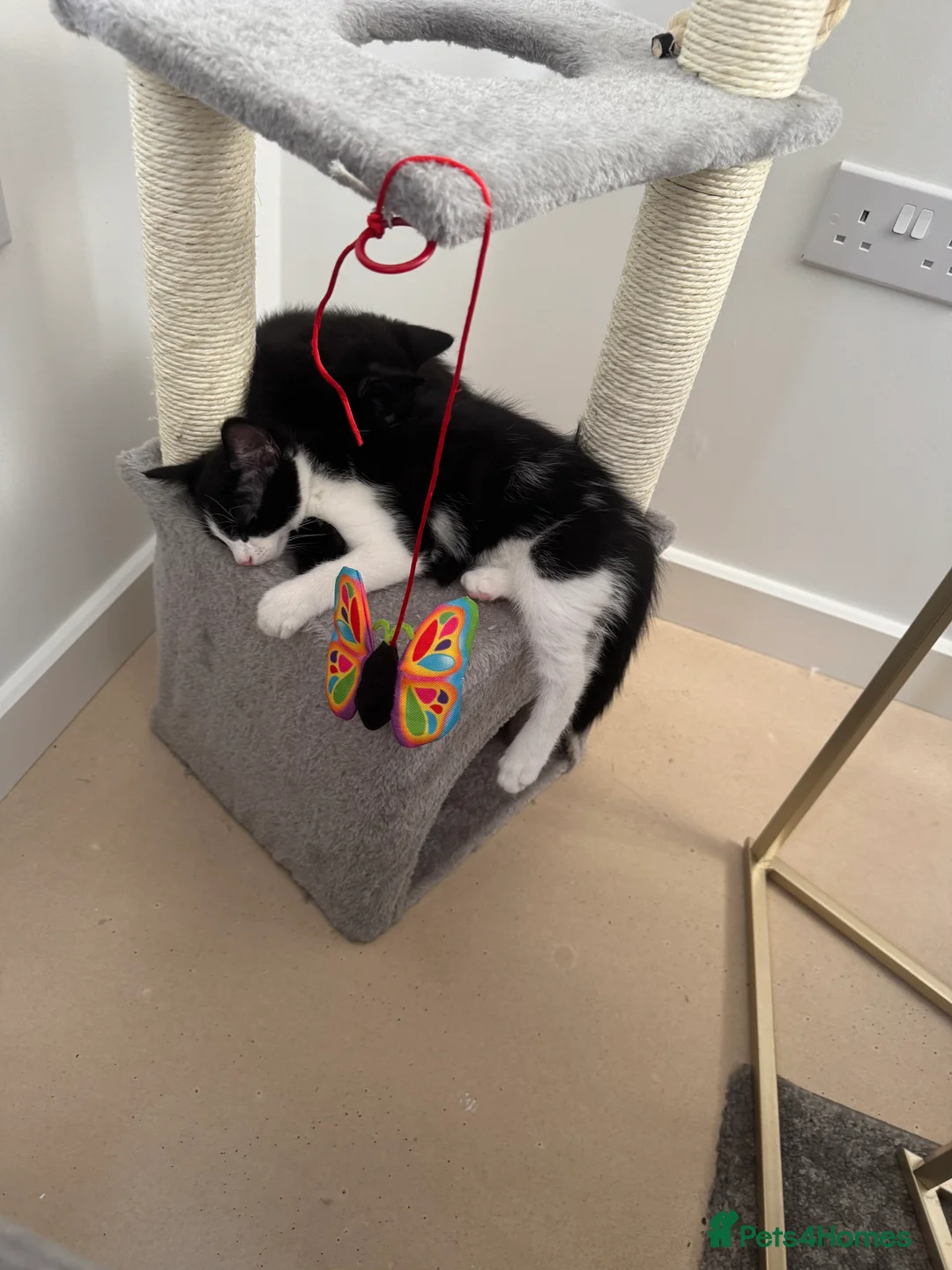 Mixed Breed cats for sale: Cats for rehoming due to ill health  - Advert 2