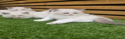 Ragdoll cats for sale: 💫Stunning Ragdoll Kittens 💫 - Advert 6