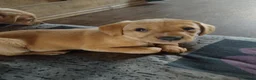 Labrador Retriever dogs for sale: 4 gorgeous Labrador boys - Advert 5