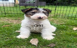 Fox Terrier dogs for sale: KC registered Wire hair fox Terrier puppies  - Image 1
