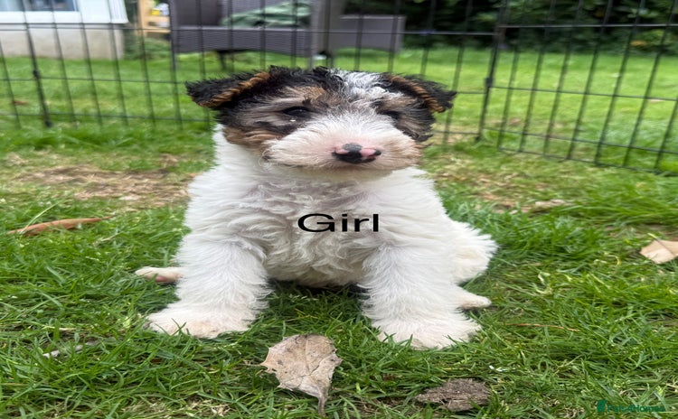 Fox Terrier dogs - Advert 1