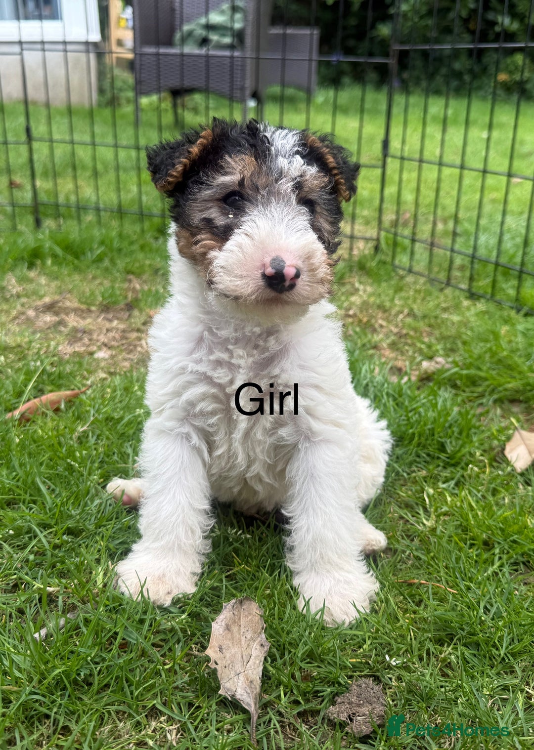 Fox Terrier dogs for sale: KC registered Wire hair fox Terrier puppies  - Image 1
