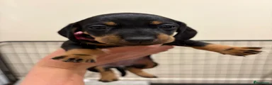 Dachshund Puppy 4
