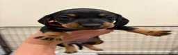 Dachshund dogs for sale: Dachshund puppies  - Advert 8