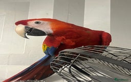 Macaws birds for sale: TALKING BABY MALE SCARLET MACAW WITH FULL PAPERS - Advert 2
