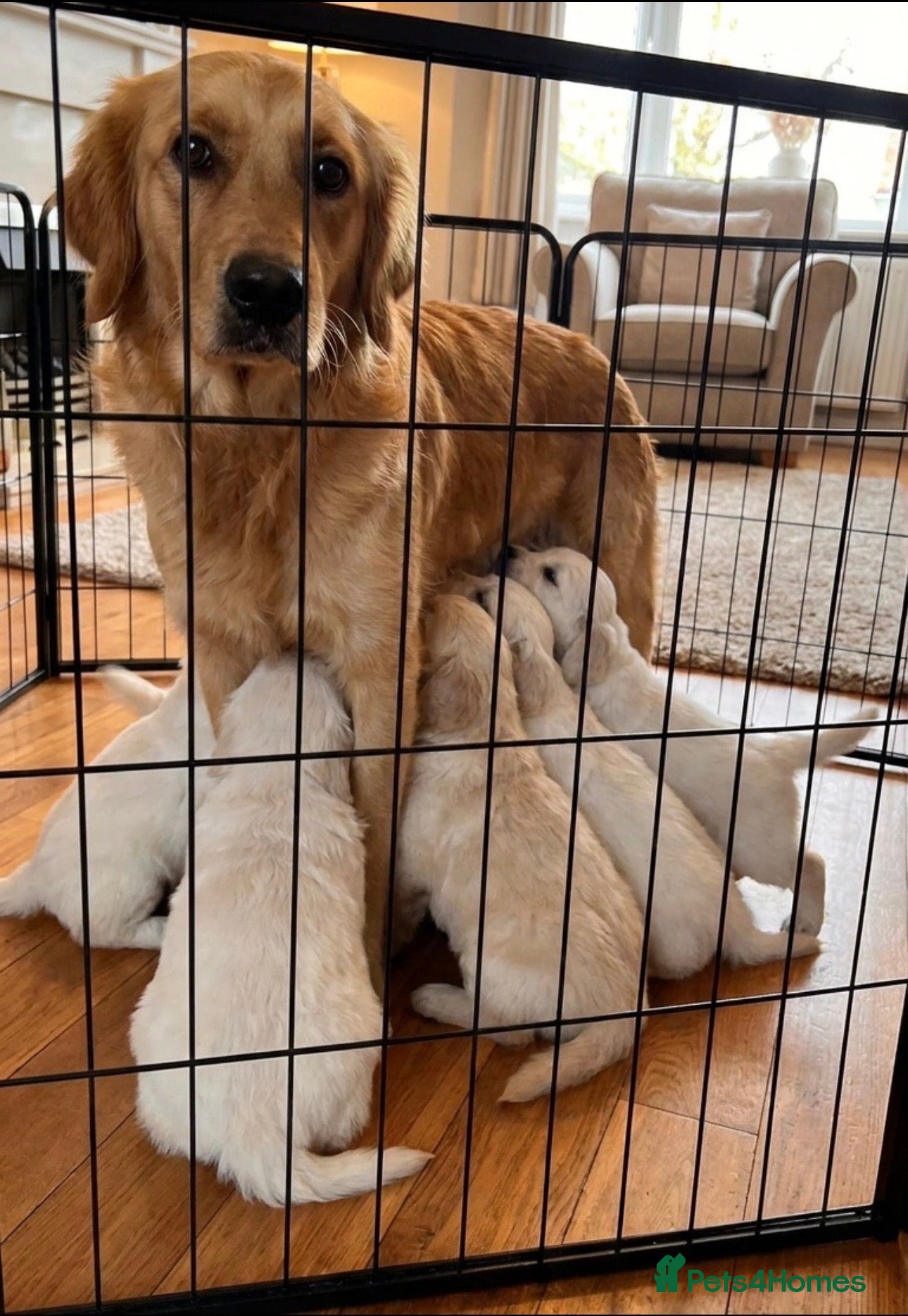 Goldendoodle dogs for sale: Beautiful medium sized goldendoodle puppies  - Advert 1