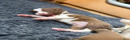 Border Collie dogs for sale: Red & white tri Merle border collie puppies puppy - Advert 18