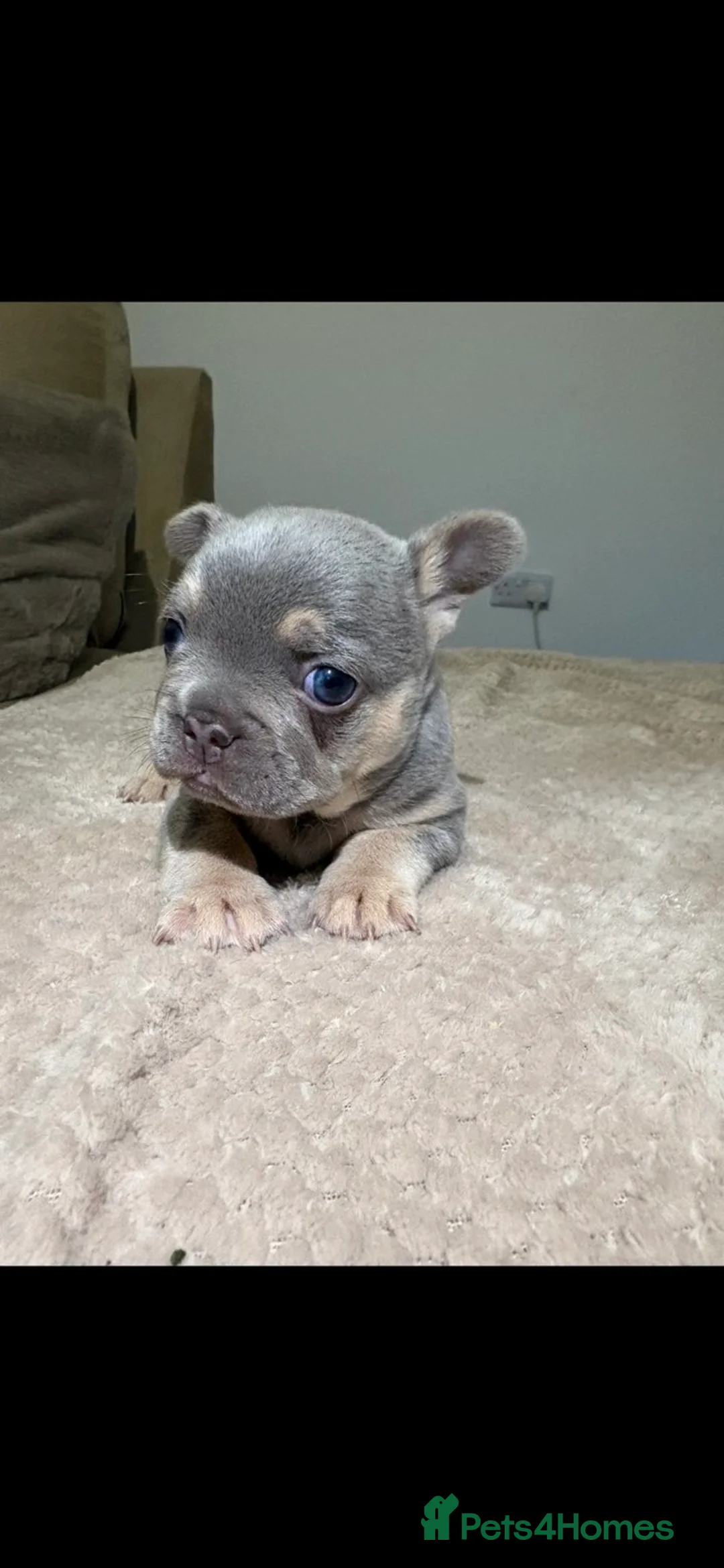 French Bulldog dogs for sale: Male French bulldog puppy in Walsall - Advert 4
