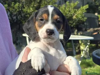 Mixed Breed dogs Jackapoo Puppies Homebred Ready To Go 3* Licence - Advert 4