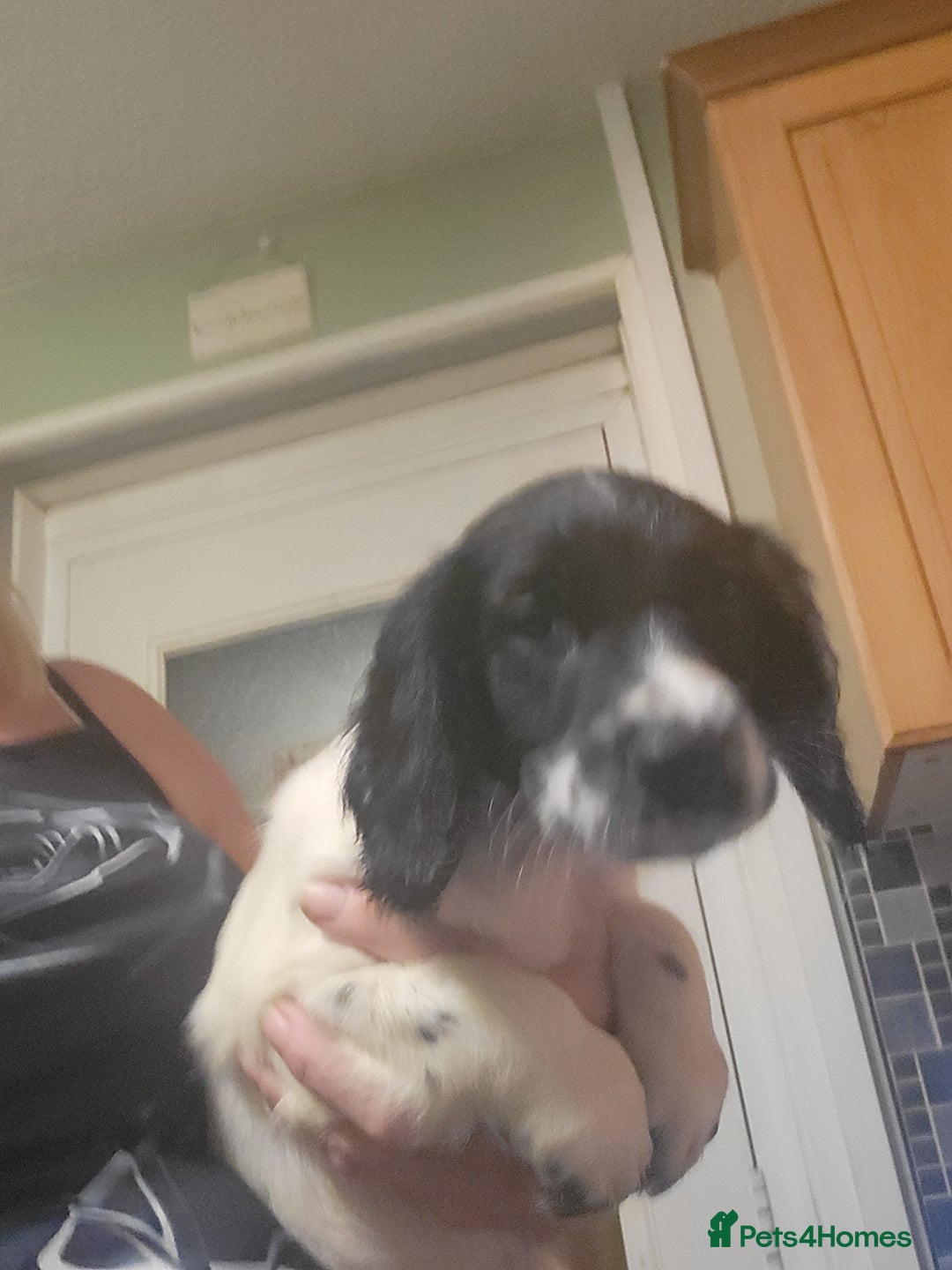 English Springer Spaniel dogs for sale: English springer spaniel pups  - Advert 8
