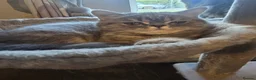 Exotic cats for sale: READY  NOW EXOTIC  GIRL. - Advert 5