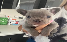 French Bulldog dogs for sale: Ready to leave on the 12th of September - Image 39