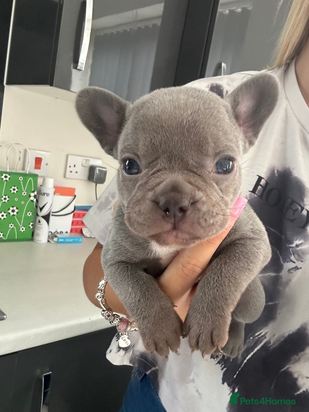 French Bulldog dogs for sale: Ready to leave on the 12th of September - Image 39