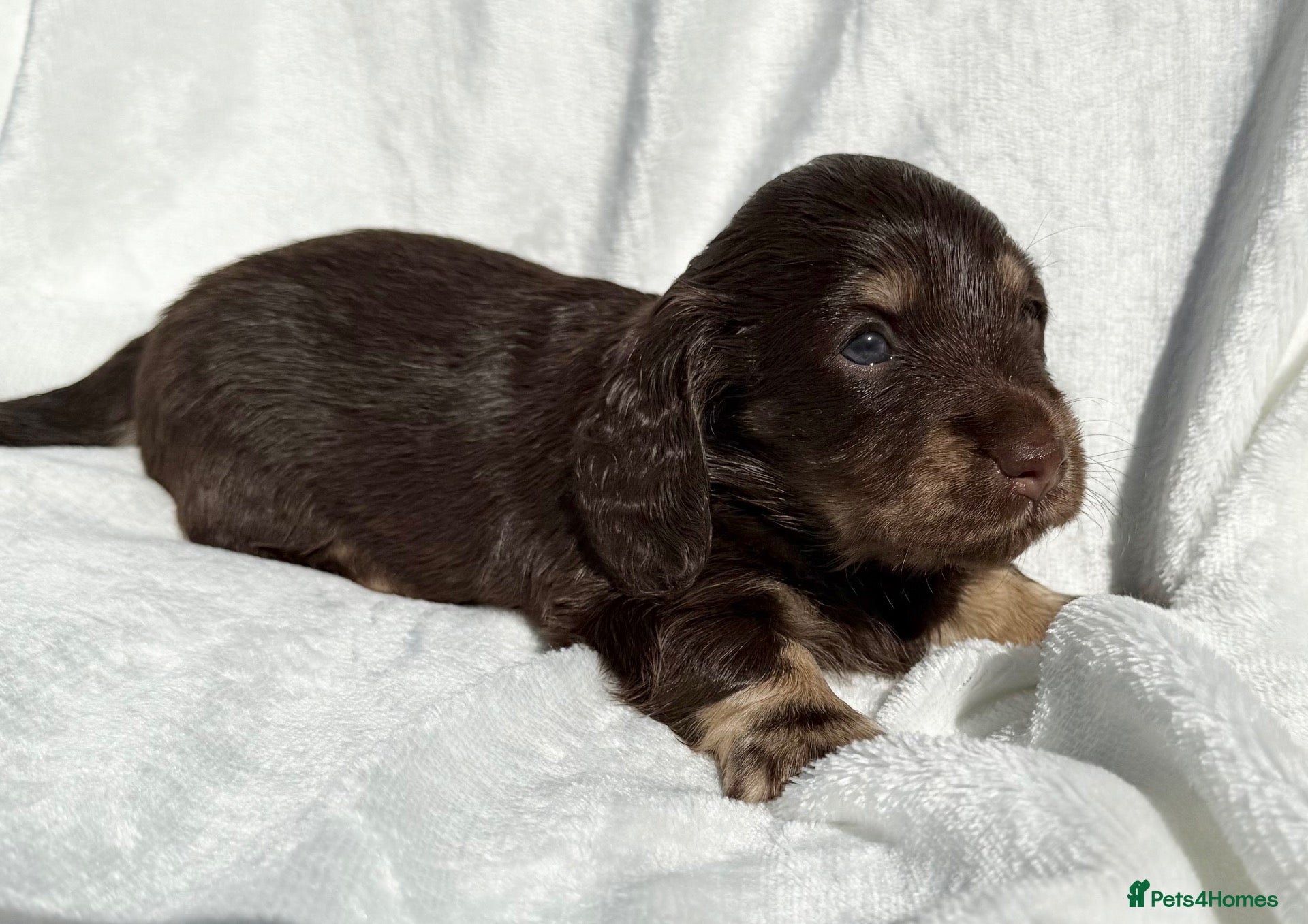 Miniature Dachshund dogs Beautiful long hair mini dachshunds - Advert 2