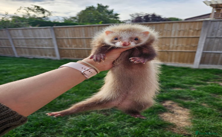 Ferret rodents - Advert 2