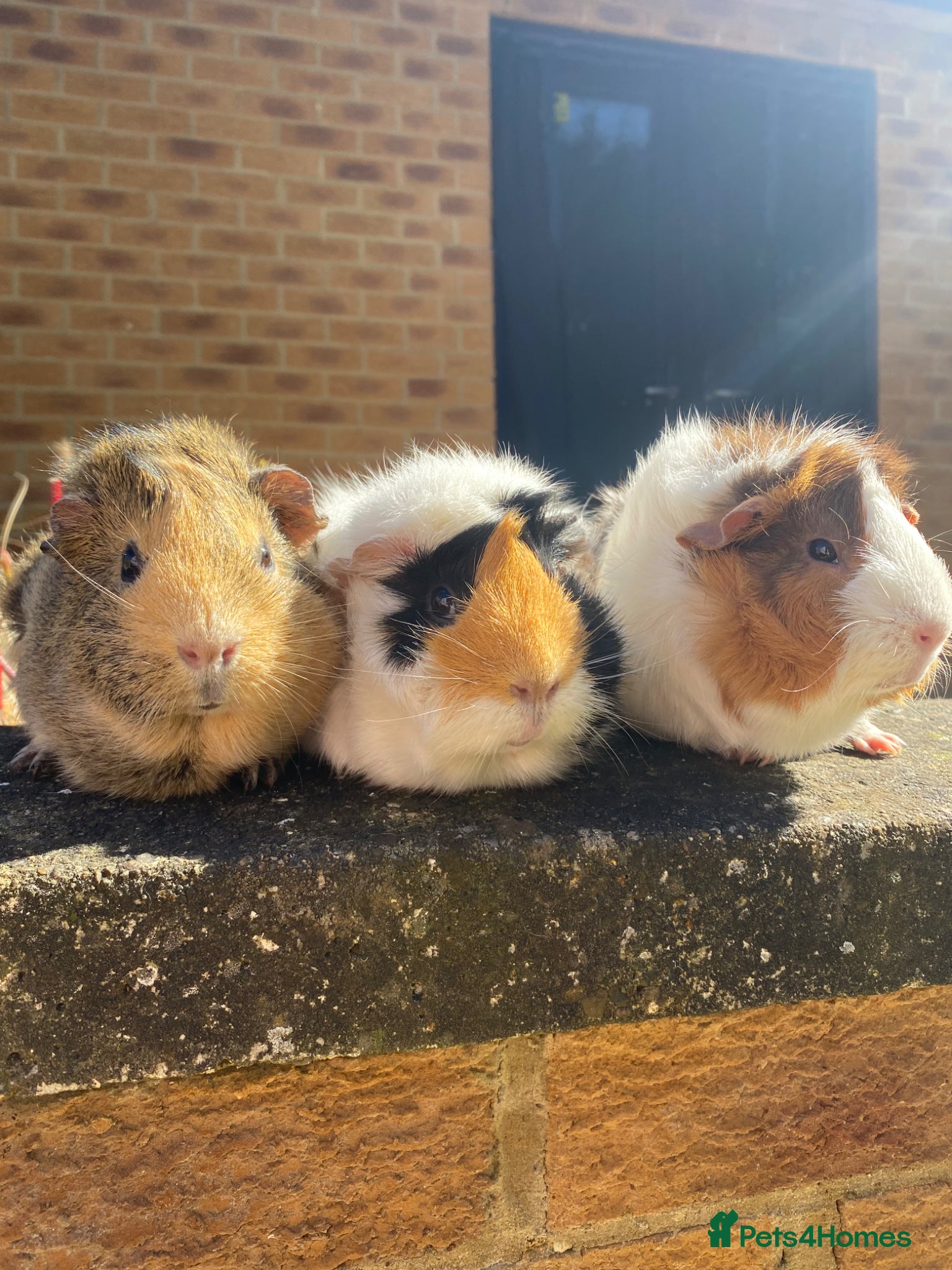 Guinea Pig rodents Trio of Female Guinea Pigs + Male Guinea  - Advert 1