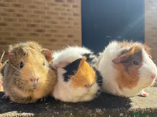 Guinea Pig rodents Trio of Female Guinea Pigs + Male Guinea - Advert 1