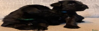 Miniature Schnauzer 1
