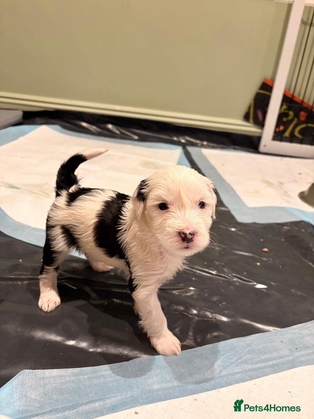 Tibetan Terrier dogs for sale: Beautiful Tibetan Terriers - Advert 2