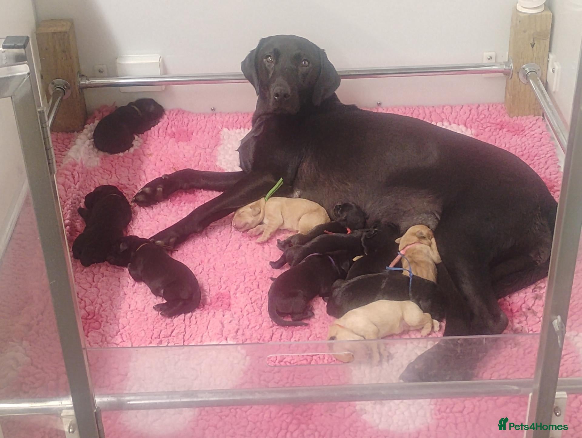 Labrador Retriever dogs for sale: 💛🖤RKC LABRADOR PUPPIES 💛🖤FULLY TESTED PARENTS  - Advert 5