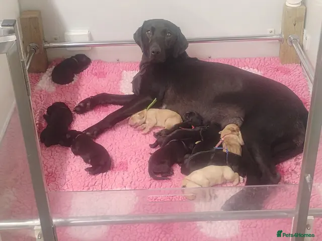 Labrador Retriever dogs for sale: 💛🖤RKC LABRADOR PUPPIES 💛🖤FULLY TESTED PARENTS - Advert 5