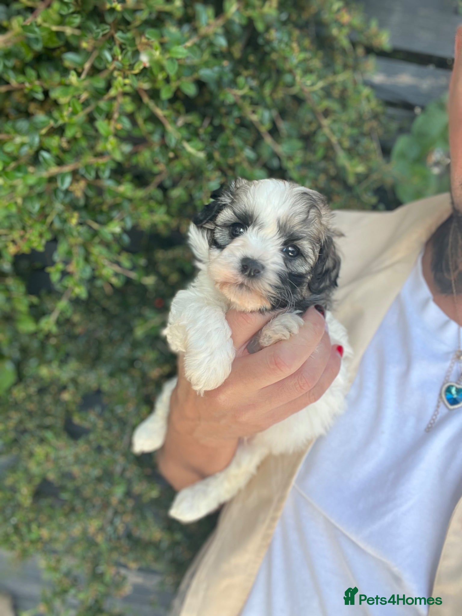 Shihpoo dogs ⭐️ 5 star rated Toy Shihpoo puppies ⭐️ - Advert 1