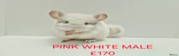 Chinchilla rodents for sale: TAME&FRIENDLY BABIES CHINCHILLA MIX COLOUR&GENDER  - Advert 13