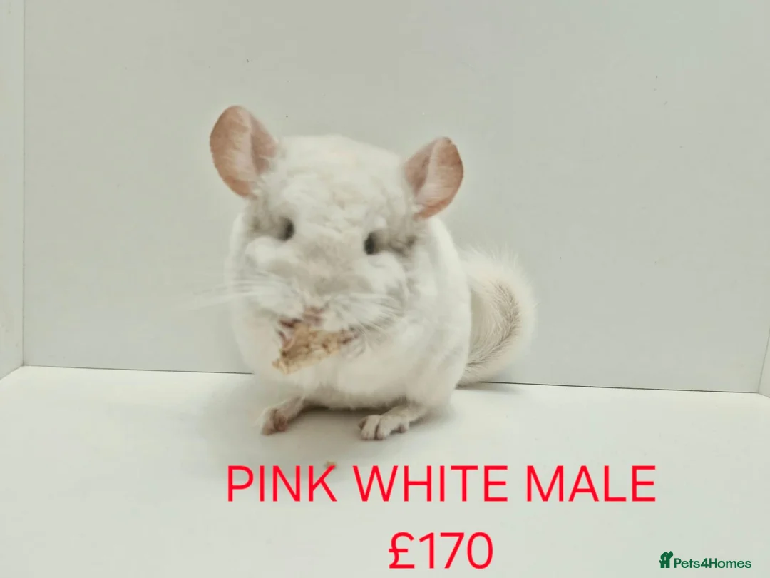Chinchilla rodents for sale: TAME&FRIENDLY BABIES CHINCHILLA MIX COLOUR&GENDER  - Advert 13
