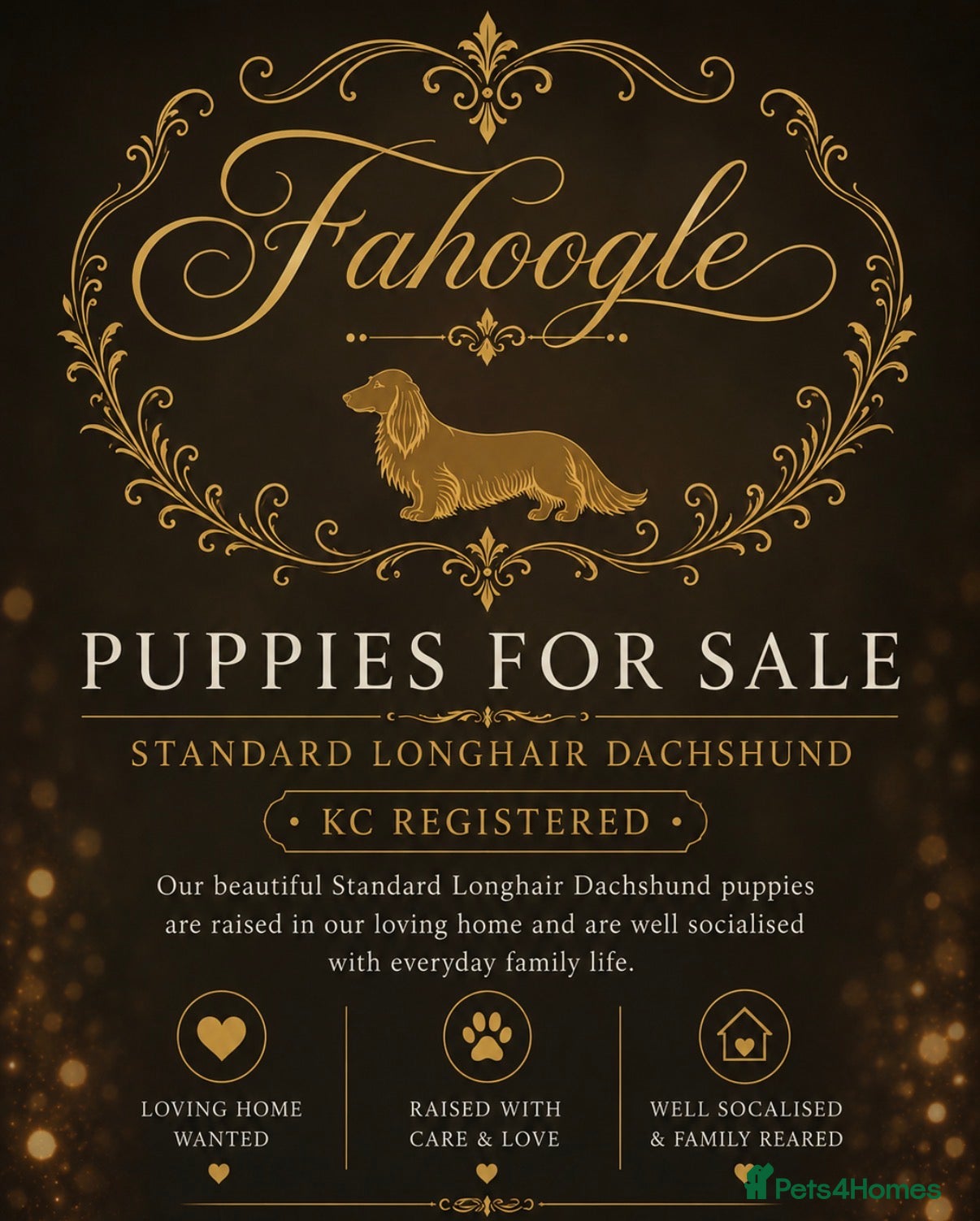 Dachshund dogs Standard Longhair Dachshunds (New Photos) - Advert 2
