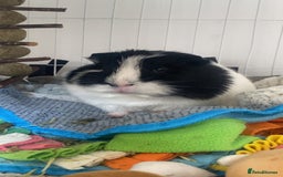 Guinea Pig rodents for sale: Brother Guinea pigs  - Image 5