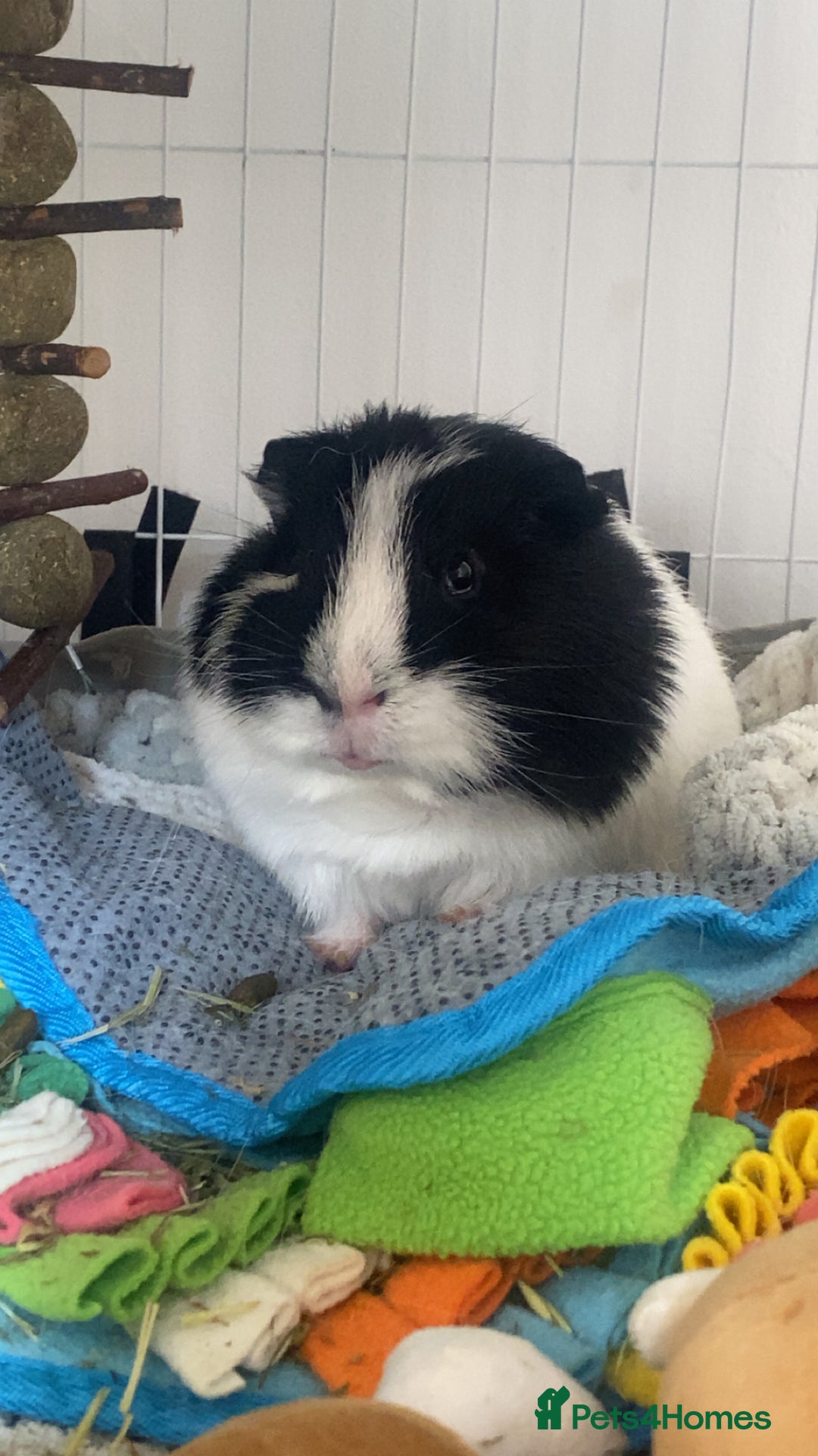 Guinea Pig rodents for sale: Brother Guinea pigs  - Image 5